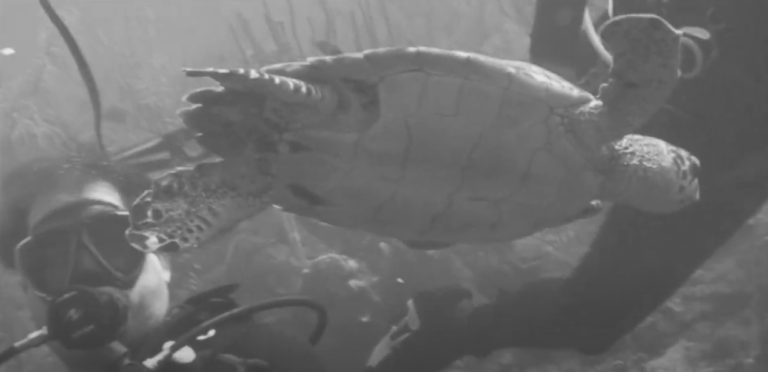 Old Diving Vids